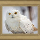 Snowy Owl, Haines, Alaska