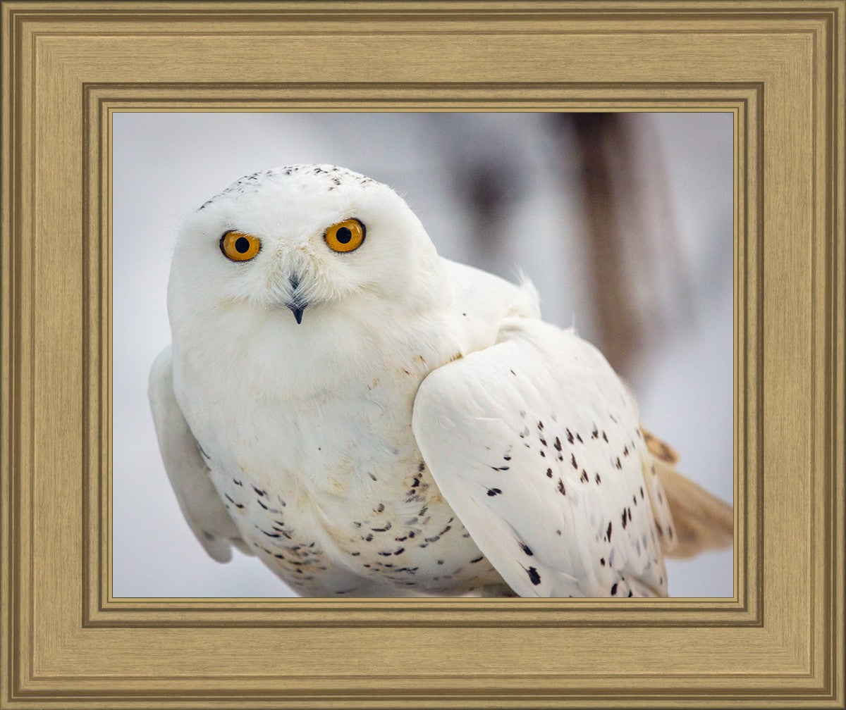Snowy Owl, Haines, Alaska