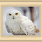 Snowy Owl, Haines, Alaska