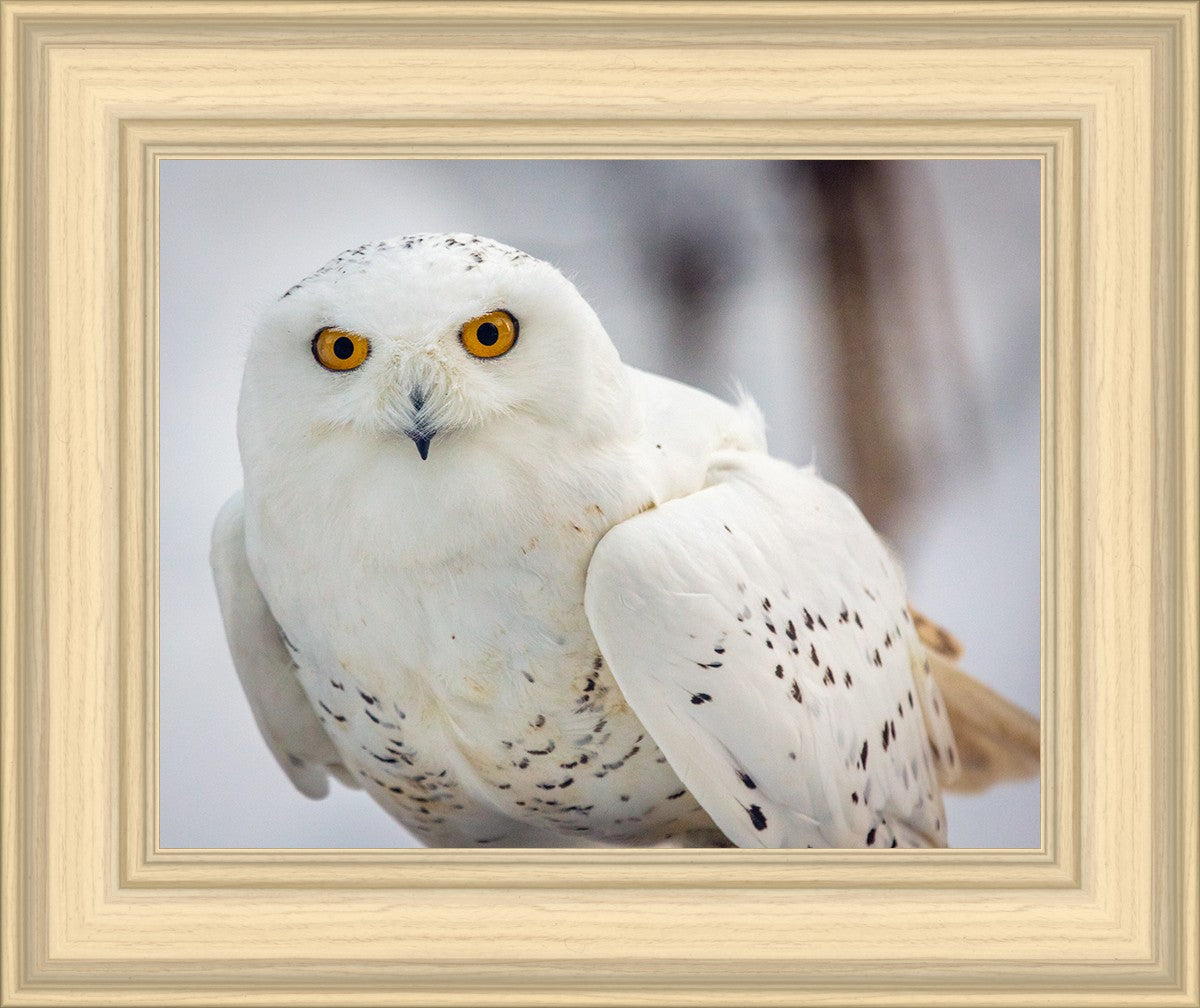 Snowy Owl, Haines, Alaska