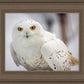 Snowy Owl, Haines, Alaska