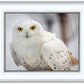 Snowy Owl, Haines, Alaska