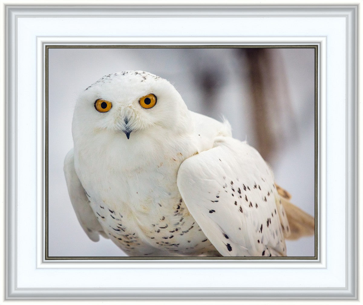 Snowy Owl, Haines, Alaska