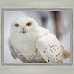 Snowy Owl, Haines, Alaska