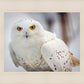 Snowy Owl, Haines, Alaska
