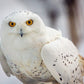 Snowy Owl, Haines, Alaska