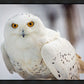 Snowy Owl, Haines, Alaska