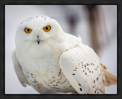 Snowy Owl, Haines, Alaska