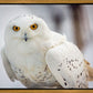 Snowy Owl, Haines, Alaska