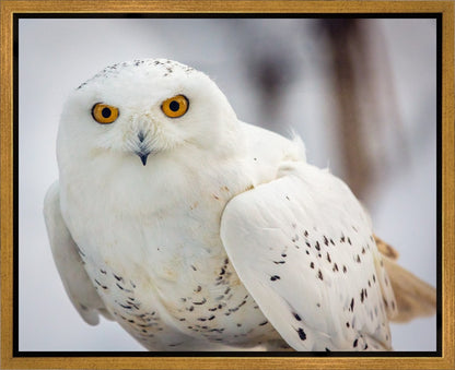 Snowy Owl, Haines, Alaska