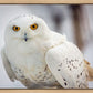 Snowy Owl, Haines, Alaska