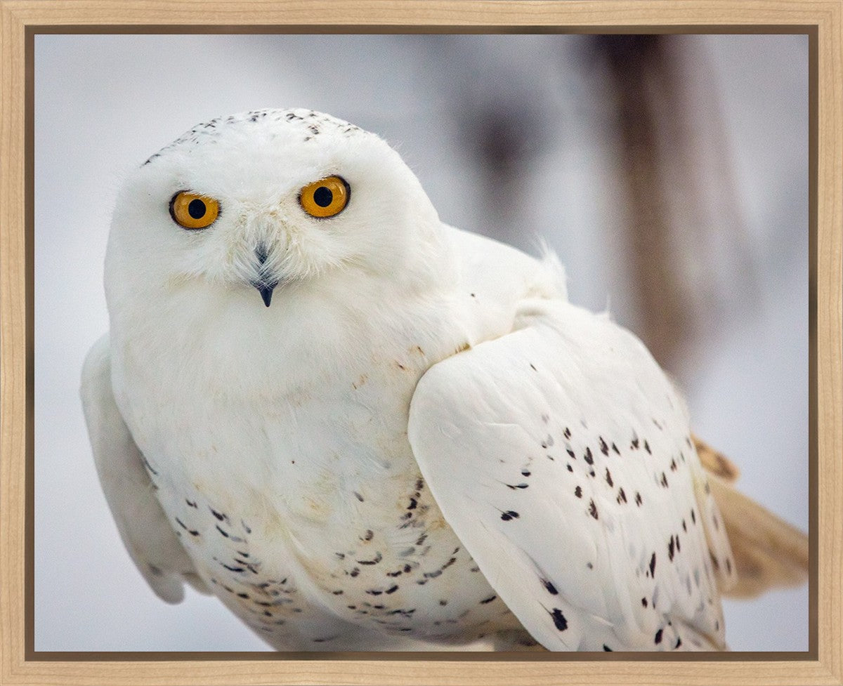 Snowy Owl, Haines, Alaska