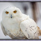 Snowy Owl, Haines, Alaska