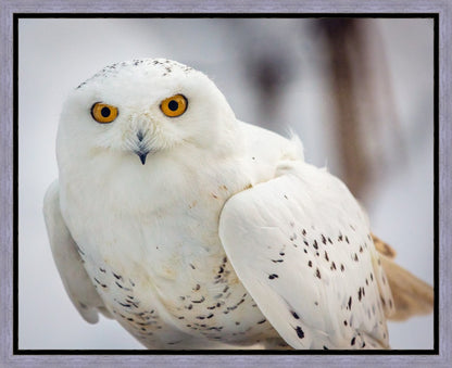 Snowy Owl, Haines, Alaska