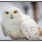Snowy Owl, Haines, Alaska