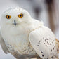Snowy Owl, Haines, Alaska