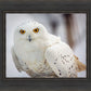 Snowy Owl, Haines, Alaska