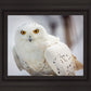 Snowy Owl, Haines, Alaska