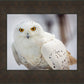 Snowy Owl, Haines, Alaska