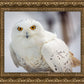 Snowy Owl, Haines, Alaska