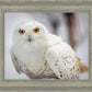 Snowy Owl, Haines, Alaska