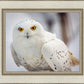 Snowy Owl, Haines, Alaska