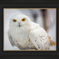Snowy Owl, Haines, Alaska