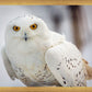 Snowy Owl, Haines, Alaska