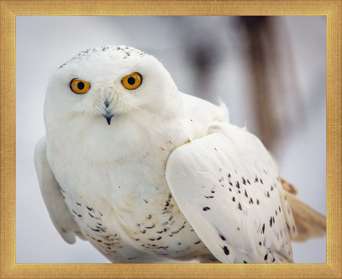 Snowy Owl, Haines, Alaska