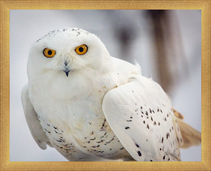 Snowy Owl, Haines, Alaska