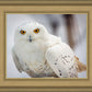 Snowy Owl, Haines, Alaska
