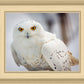 Snowy Owl, Haines, Alaska