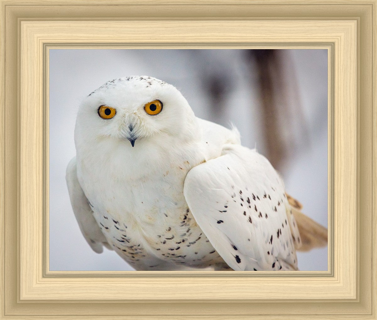 Snowy Owl, Haines, Alaska