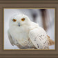 Snowy Owl, Haines, Alaska