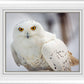 Snowy Owl, Haines, Alaska