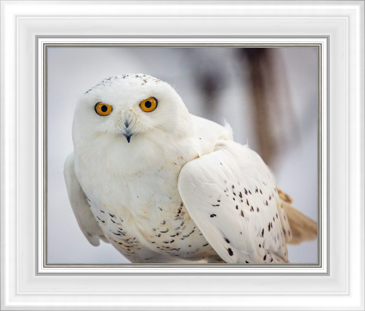 Snowy Owl, Haines, Alaska