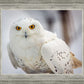Snowy Owl, Haines, Alaska