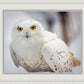 Snowy Owl, Haines, Alaska