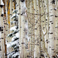 Christmas Around the Corner, Guardsman Pass, Park City, Utah