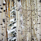 Christmas Around the Corner, Guardsman Pass, Park City, Utah