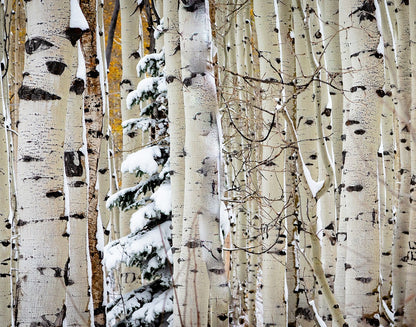 Christmas Around the Corner, Guardsman Pass, Park City, Utah
