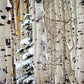 Christmas Around the Corner, Guardsman Pass, Park City, Utah