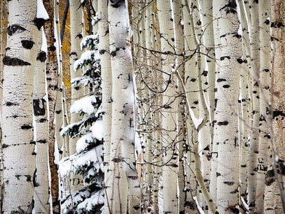 Christmas Around the Corner, Guardsman Pass, Park City, Utah