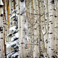 Christmas Around the Corner, Guardsman Pass, Park City, Utah