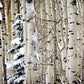 Christmas Around the Corner, Guardsman Pass, Park City, Utah