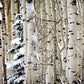 Christmas Around the Corner, Guardsman Pass, Park City, Utah
