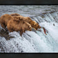 Grizzly Bears Fishing for Salmon at Katmai National Park Brooks Falls, Alaska