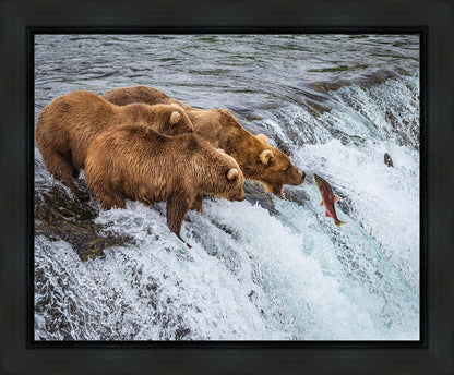 Grizzly Bears Fishing for Salmon at Katmai National Park Brooks Falls, Alaska