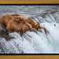 Grizzly Bears Fishing for Salmon at Katmai National Park Brooks Falls, Alaska