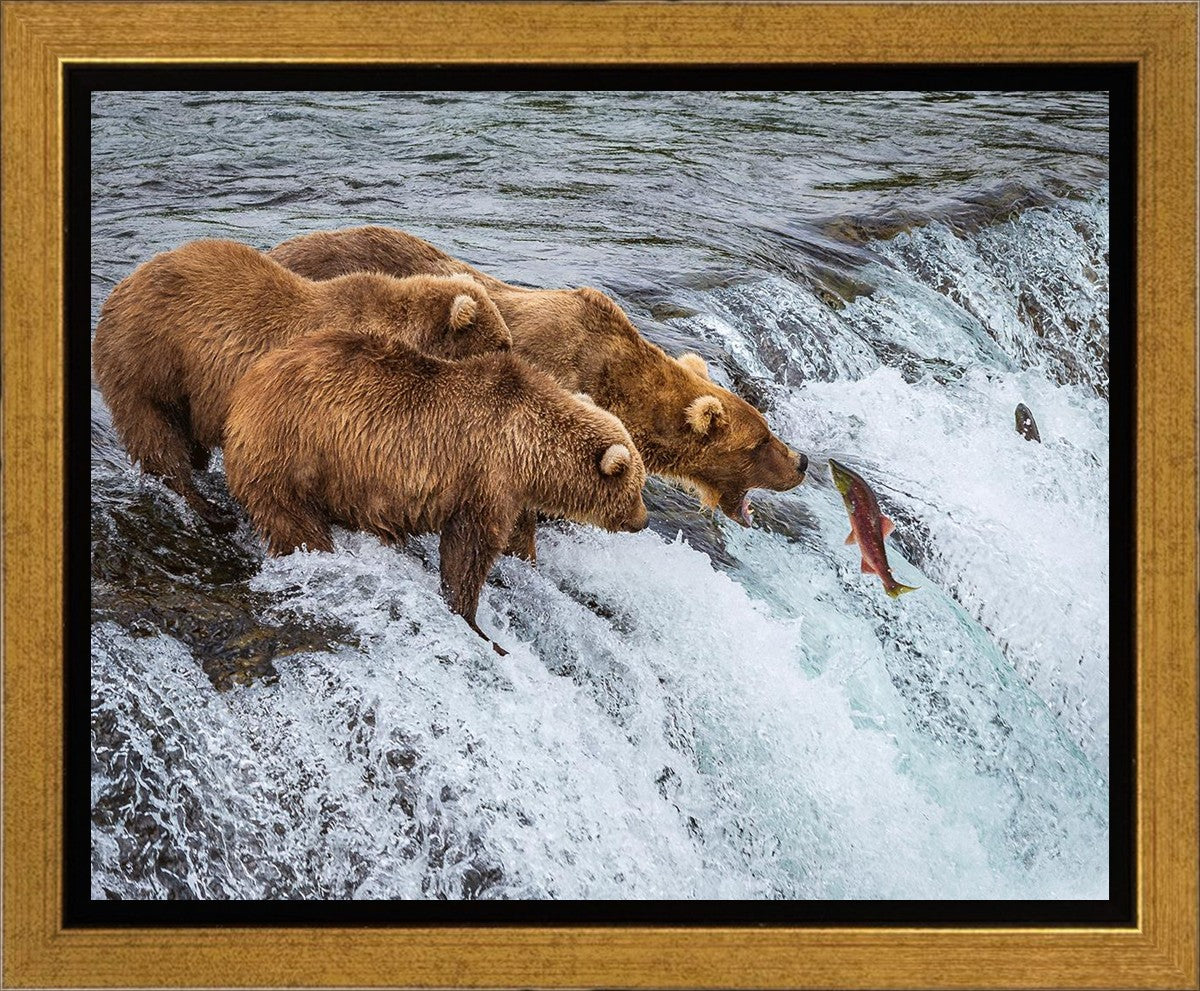 Grizzly Bears Fishing for Salmon at Katmai National Park Brooks Falls, Alaska